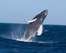 Restraining Order Names Humpback Whale (Maui Now)