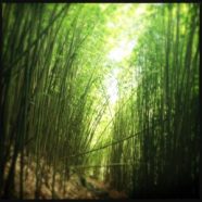 10 Signs the Bamboo Forest Isn’t for You (Maui Now)
