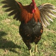 Plans Foiled for Band of Mischief-Making Chickens (Maui Now)